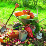 Сентябрь: 10 самых важных дел в саду