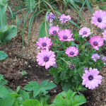 Какие цветы можно посадить под зиму