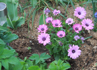 Какие цветы можно посадить под зиму