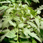 Как поступить с ботвой, оставшейся после уборки урожая томатов: 3 варианта