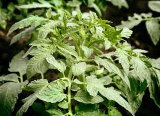 Как поступить с ботвой, оставшейся после уборки урожая томатов: 3 варианта