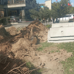 В Бишкеке теперь деревья не пилят – их демонтируют!