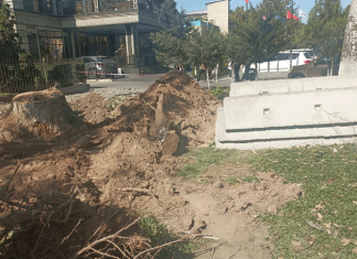 В Бишкеке теперь деревья не пилят – их демонтируют!