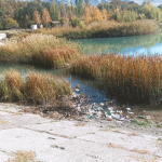 Зарастают пруды камышом…