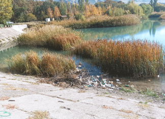 Зарастают пруды камышом…