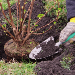 7 плодовых деревьев и кустарников, которые лучше всего высаживать осенью