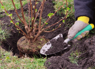 7 плодовых деревьев и кустарников, которые лучше всего высаживать осенью