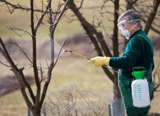 От болезней и вредителей: обработка сада осенью