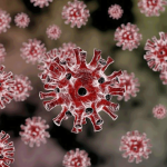 Заразный, но неопасный: что нужно знать о коронавирусе «Пирола»