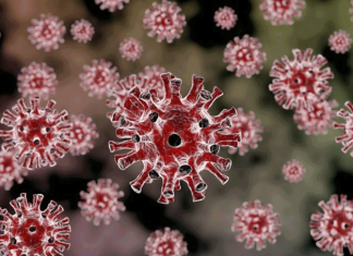 Заразный, но неопасный: что нужно знать о коронавирусе «Пирола»