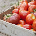 Как оздоровить томаты, снятые с больного фитофторой куста