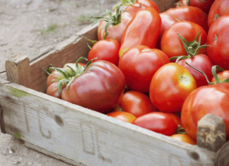 Как оздоровить томаты, снятые с больного фитофторой куста