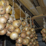 Когда убирать лук с грядки на хранение