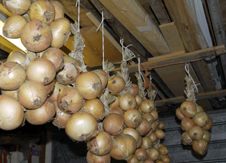 Когда убирать лук с грядки на хранение