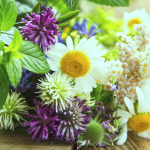 Целебные травы – осенние подарки природы