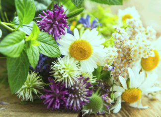 Целебные травы – осенние подарки природы