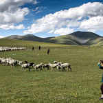 Италия приглашает 100 пастухов из Кыргызстана на работу в Сардинию