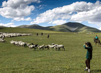 Италия приглашает 100 пастухов из Кыргызстана на работу в Сардинию