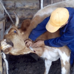 Финансирование Ветеринарной службы в этом году увеличилось в два раза