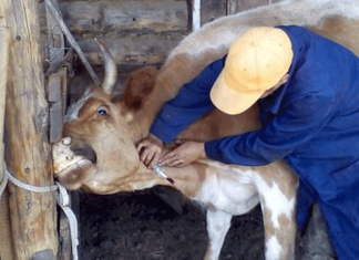 Финансирование Ветеринарной службы в этом году увеличилось в два раза