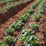 В Кыргызстане установлено капельное орошение на 13,2 тыс. га земли