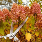 Не забудьте обрезать эти многолетники в октябре