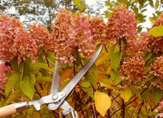 Не забудьте обрезать эти многолетники в октябре