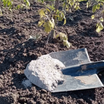 Почему удобрения, которые вносят по осени, нужно глубоко заделывать в землю