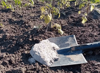 Почему удобрения, которые вносят по осени, нужно глубоко заделывать в землю