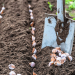 Как подготовить грядку под посадку чеснока осенью