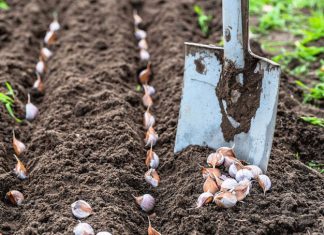 Как подготовить грядку под посадку чеснока осенью