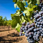 Государство предоставит налоговые льготы для поддержки виноградарства