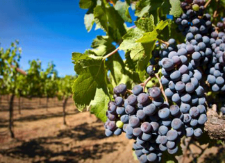 Государство предоставит налоговые льготы для поддержки виноградарства