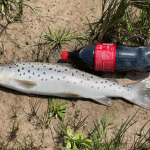 Радуга форелевой поклёвки