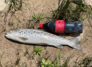 Радуга форелевой поклёвки