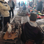 Птичий рынок: плохие условия, теснота и антисанитария