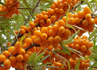 ТОП-5 самых полезных и целебных ягод Кыргызстана