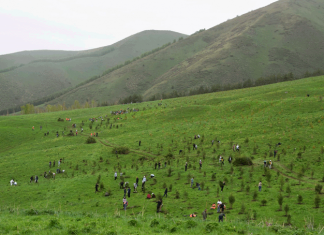 В Кыргызстане в 2024 году высадят лесные культуры на 2,2 тыс. га