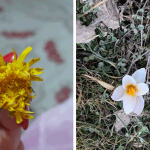 В январе в Чуйской области зацвели одуванчики и подснежники