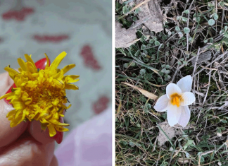 В январе в Чуйской области зацвели одуванчики и подснежники