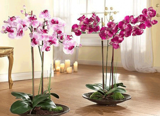 Вот такие они — ОРХИДЕИ