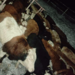 Пресечен незаконный ввоз крупнорогатого скота из Казахстана в Кыргызстан