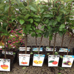 Минсельхоз ужесточает ввоз саженцев и семян в Кыргызстан