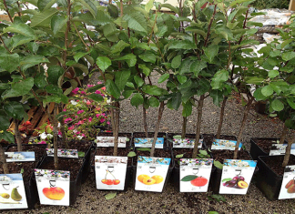 Минсельхоз ужесточает ввоз саженцев и семян в Кыргызстан