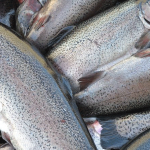 Будь здорова, рыбка!