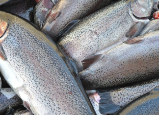 Будь здорова, рыбка!