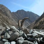 Следы невиданных зверей