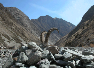 Следы невиданных зверей