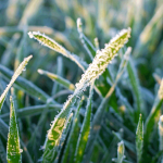 Ожидаются заморозки в Таласской и Чуйской областях