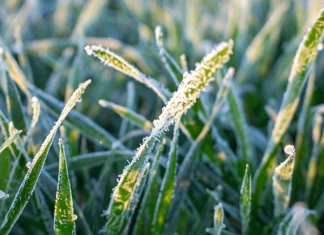Ожидаются заморозки в Таласской и Чуйской областях